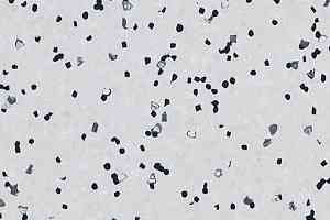 Линолеум Forbo Sphera Ec 450000 white фото  | FLOORDEALER